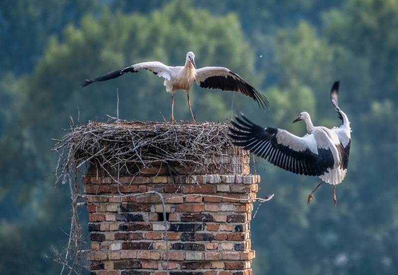 Professional Chimney Animal Removal Services in Lathrup Village, Michigan