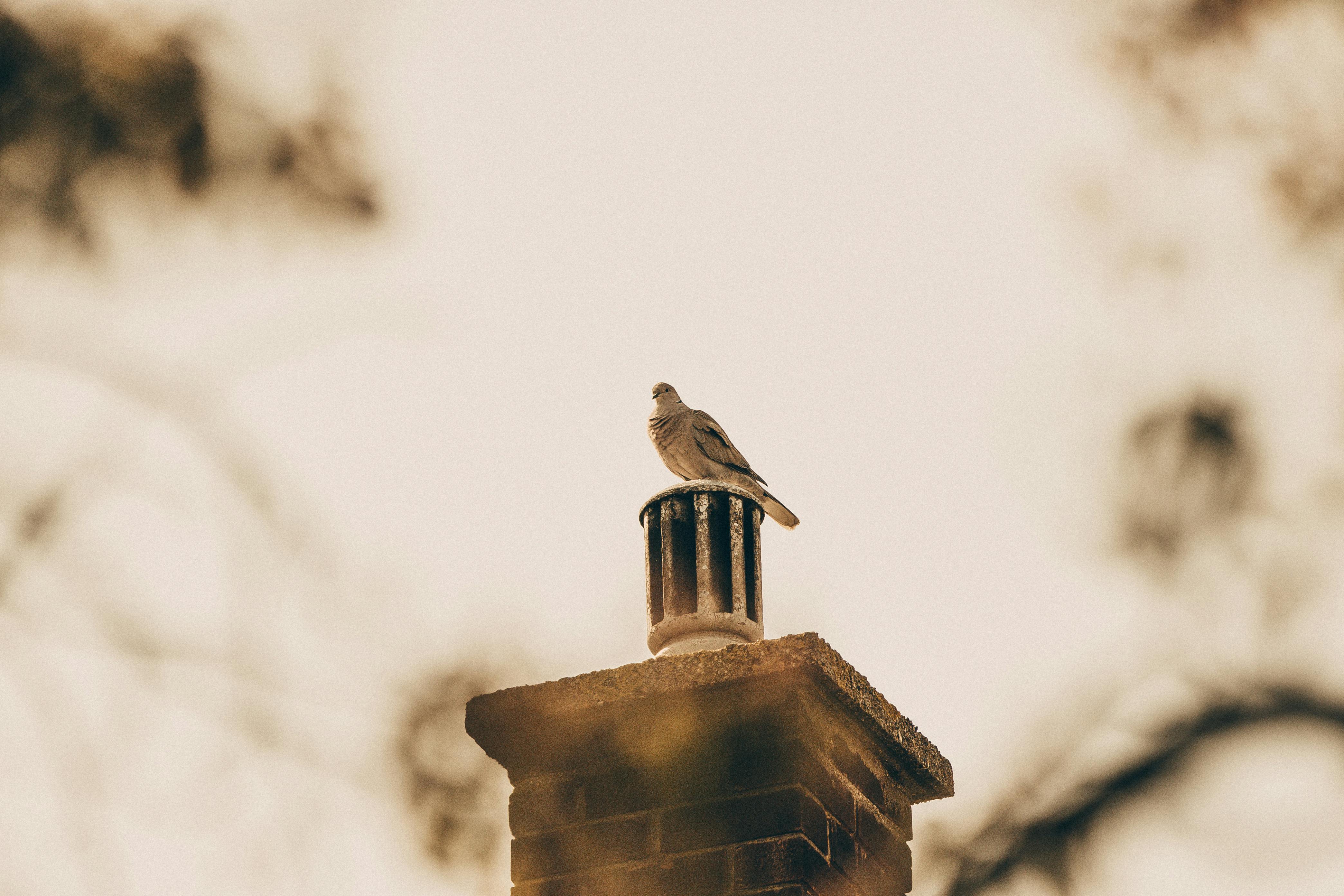 Expert Chimney Cap Installation in Lathrup Village, Michigan